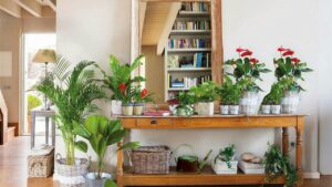 Plante de interior care purifică aerul