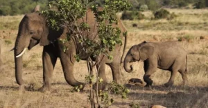 Sanctuarul African care protejează elefanții de la dispariție