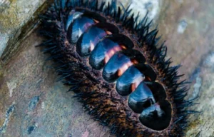 Creatura marină cu ochi pe toată carapacea