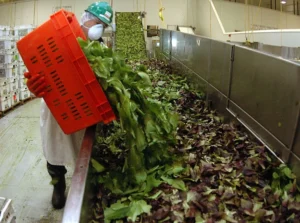 Locuitorii orașelor își pierd treptat capacitatea de a digera plantele.