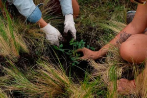 Cum contribuie plantarea copacilor în locuri nepotrivite la încălzirea globală