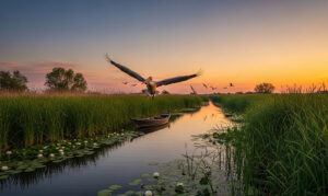 De ce Delta Dunării este mai bogată în specii decât Amazonul?